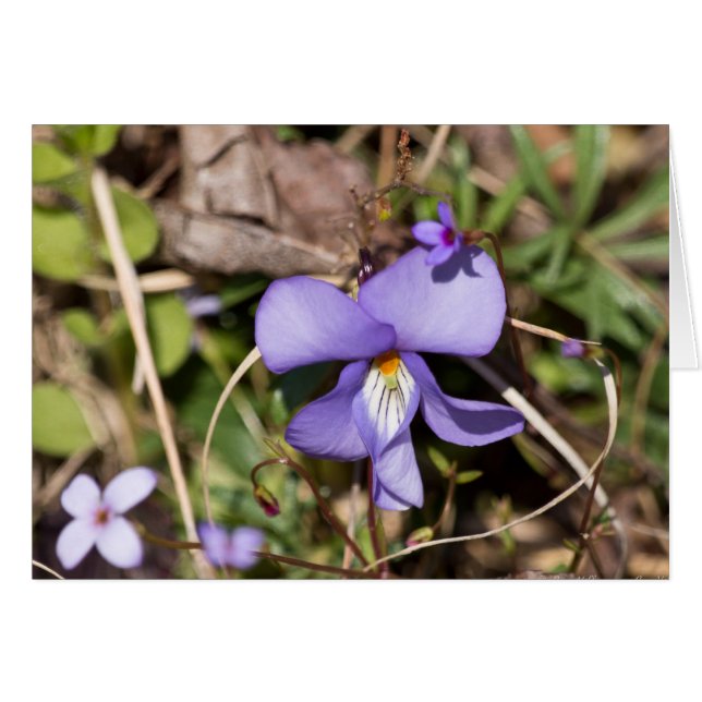Fågelfot Violet w/ Bluets Hälsningskort (Framsidan Horizontal)