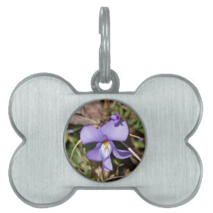 Fågelfot Violet w/ Bluets ID-bricka Husdjur