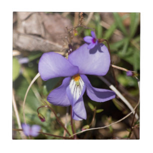 Fågelfot Violet w/ Bluets Kakelplatta