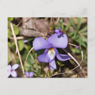 Fågelfot Violet w/ Bluets Vykort