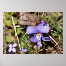 Fågelfot Violet w/ Bluets Wildblomma Poster
