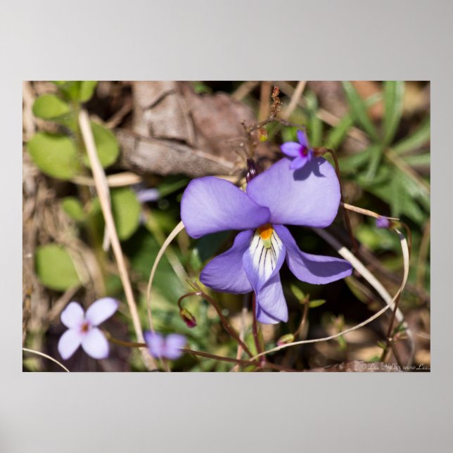 Fågelfot Violet w/ Bluets Wildblomma Poster (Framsidan)