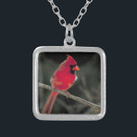 Fågelfoto av en röd kardinal Perched på Gren Silverpläterat Halsband<br><div class="desc">Ett vackert naturfotografi av en ljusröd nordlig kardinal som genomsöktes på träd gren.</div>