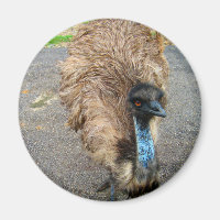 Fågelfoto av vackert blå Emu Bird Photograph