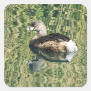 Fågelfoto Little Grebe Vatten Reflection Nature Na Fyrkantigt Klistermärke
