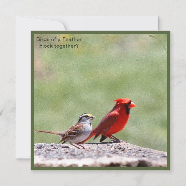 Fågelfoto och grafik ~ risingdove. (Framsida)