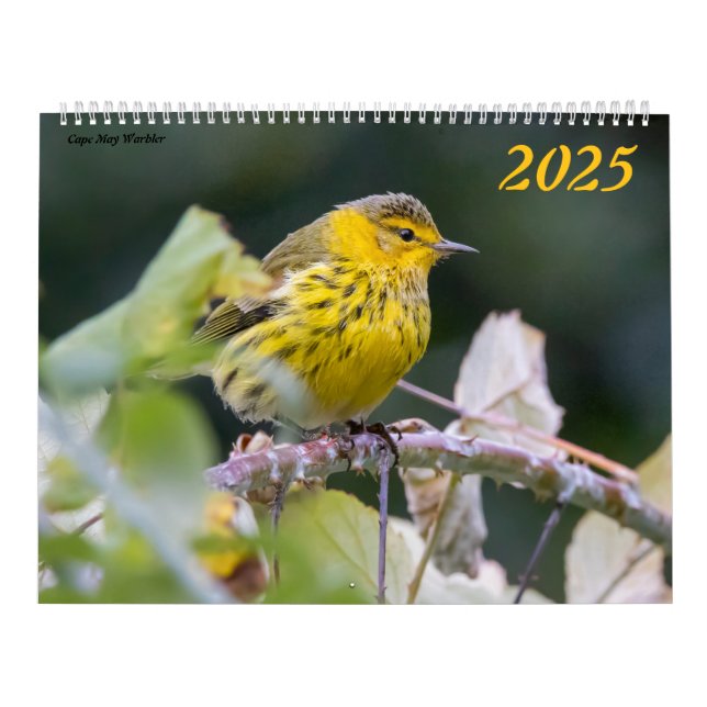 Fågelfotografi 2025 Kalender Bluebird (Omslag)