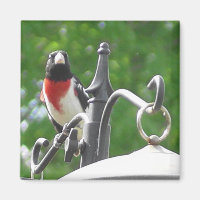 Fågelfotografi av ro-bröst Grosbeaks