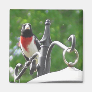 Fågelfotografi av ro-bröst Grosbeaks Magnet