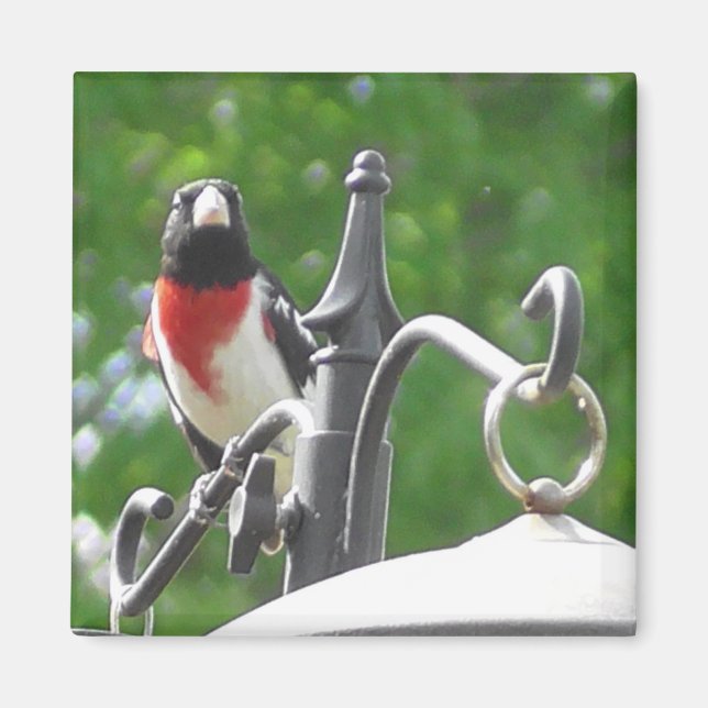Fågelfotografi av ro-bröst Grosbeaks Magnet (Framsidan)