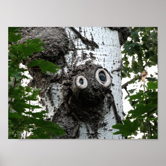 Fågelfotografivärdet Ansikte Träd Poster Pappert (Framsidan)