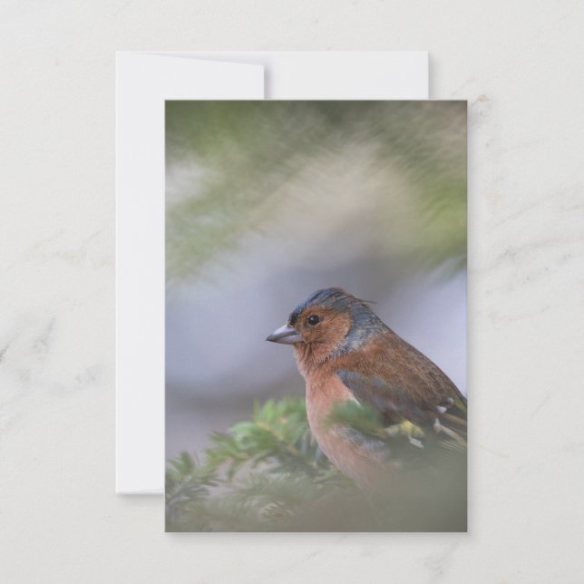 Fågelfotokort för Finch Bird Nature OSA Kort (Framsida)