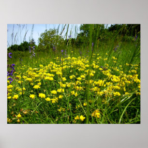 Fågelfots trefoil Poster