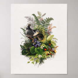Fågelillustration för vintage poster