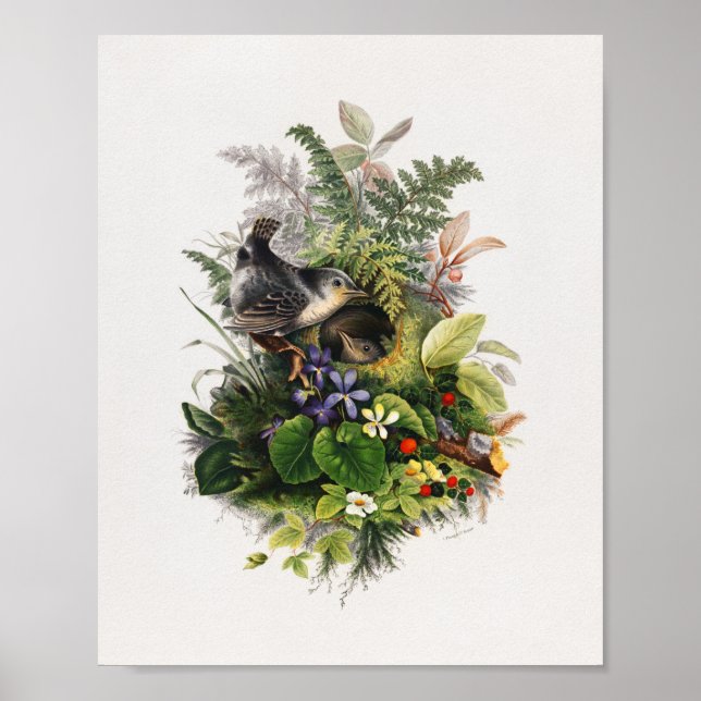 Fågelillustration för vintage poster (Framsidan)