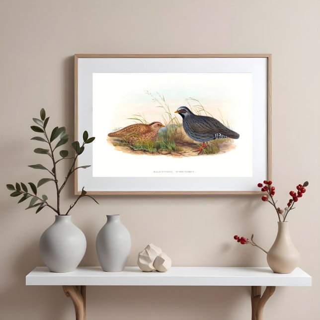 Fågelillustrationer för bergsområden poster (Skapare uppladdad)
