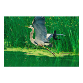 Fågeljakt Fototryck