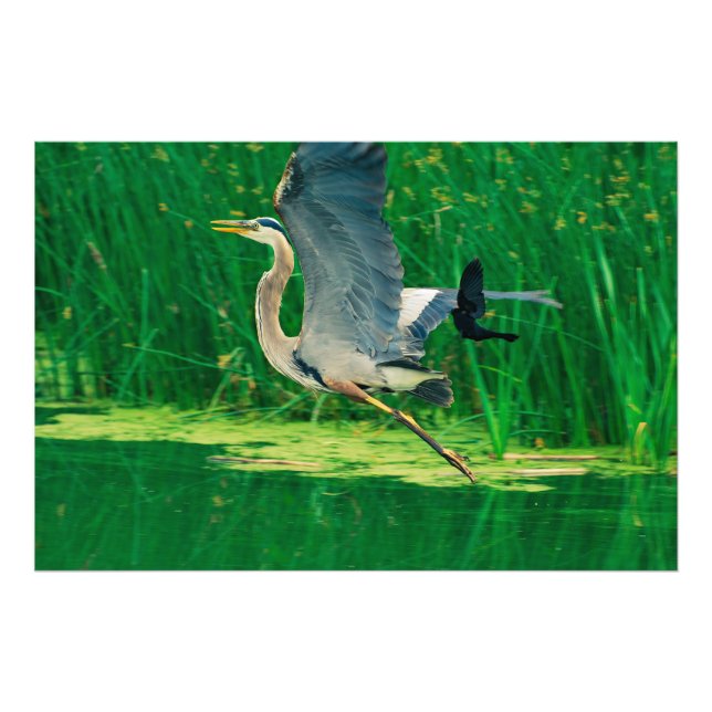 Fågeljakt Fototryck (Framsidan)