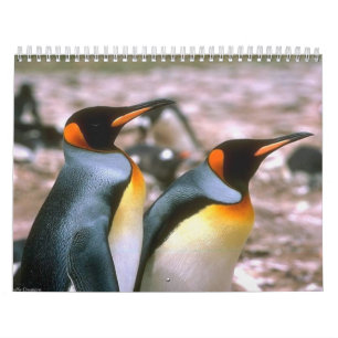Fågelkalender 6 kalender