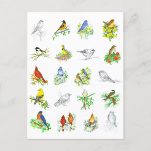Fågelkardinal Chickadee Ornithology Art Vykort