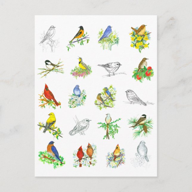 Fågelkardinal Chickadee Ornithology Art Vykort (Framsida)