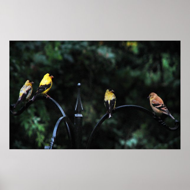 Fågelkonferensen Poster (Framsidan)