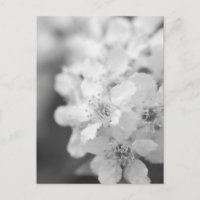 Fågelkörsbär i blommar i svartvitt