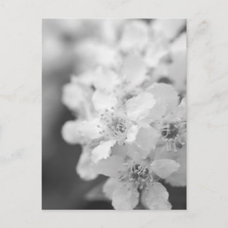 Fågelkörsbär i blommar i svartvitt vykort
