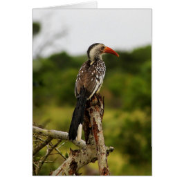 Fågelkort för rödnäbbad häst hälsningskort