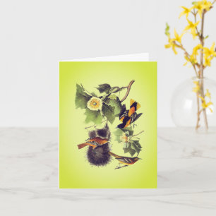 Fågelkort för troupial Oriole Audubon Kort