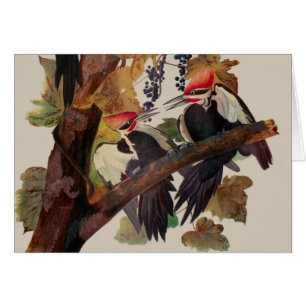 Fågelmålning av Audubon Pileated Woodpecker Bird P Hälsningskort