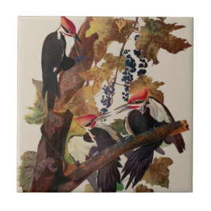 Fågelmålning av Audubon Pileated Woodpecker Bird P Kakelplatta