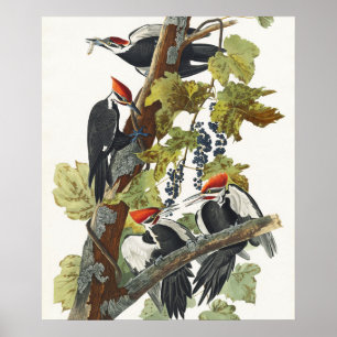 Fågelmålning av Audubon Pileated Woodpecker Bird P Poster