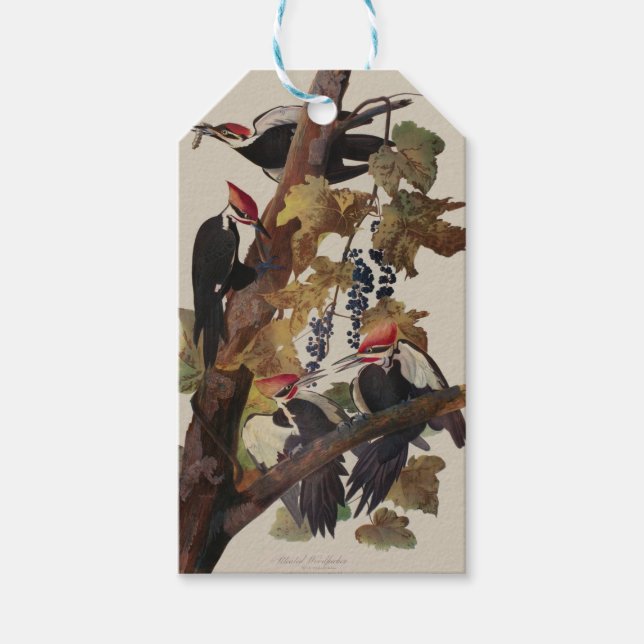 Fågelmålning av Audubon Pileated Woodpecker Bird P Presentetikett (Framsidan)
