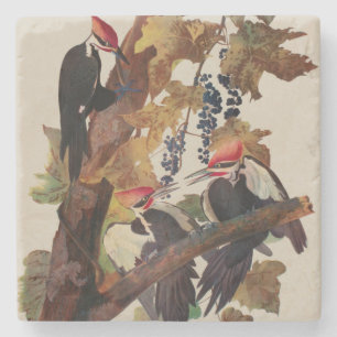 Fågelmålning av Audubon Pileated Woodpecker Bird P Stenunderlägg