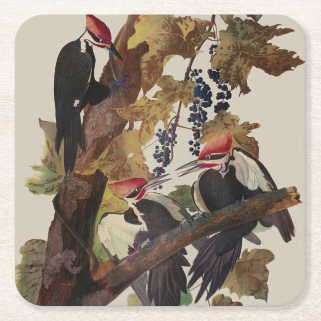 Fågelmålning av Audubon Pileated Woodpecker Bird P Underlägg Papper Kvadrat (Framsidan)