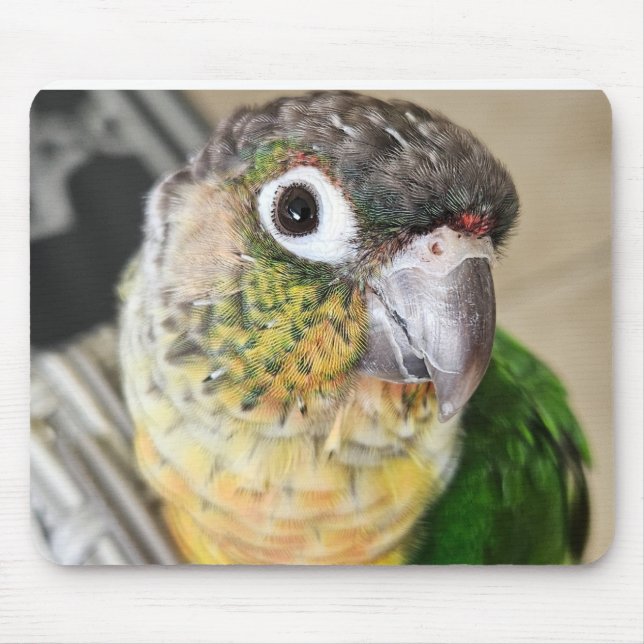 Fågelmusslor, matta och matta musmatta (Framsidan)