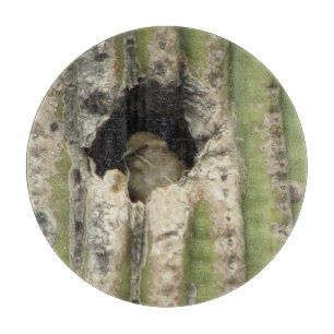 Fågeln i en Saguaro bygga bo