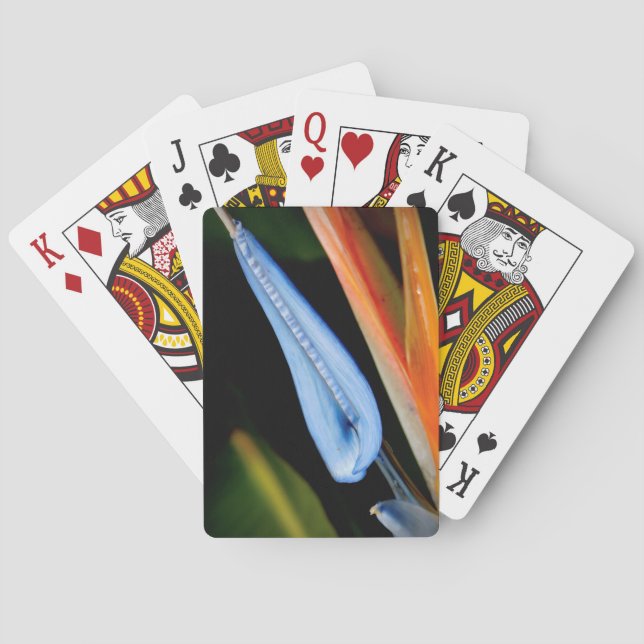 Fågeln på Paradise Photo Casinokort (Baksidan)