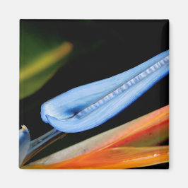 Fågeln på Paradise Photo Magnet