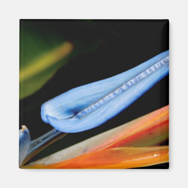 Fågeln på Paradise Photo Magnet (Framsidan)