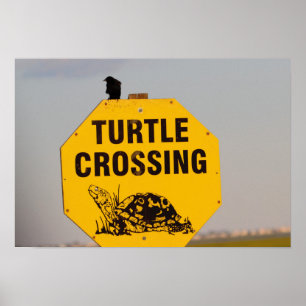 Fågeln på sköldpaddakorsning undertecknar poster