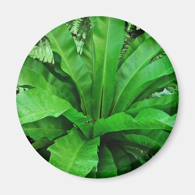 Fågelns bo Fern Magnet (Framsidan)