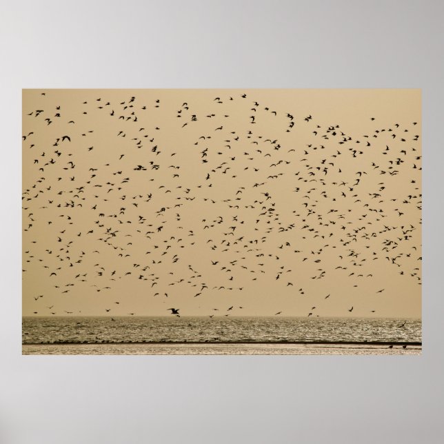 Fågelön Poster (Framsidan)