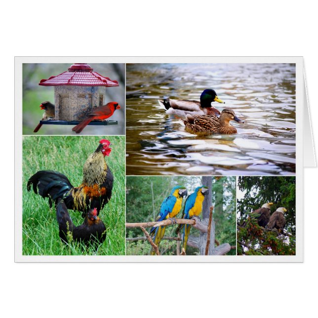 Fågelpars Collage Hälsningskort (Framsidan Horizontal)