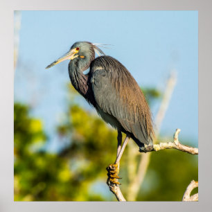 FågelPerfekt 24 x 24.81 Papper arkivering Poster