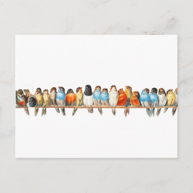 Fågelperk - illustration av vintagen - vykort (Framsida)