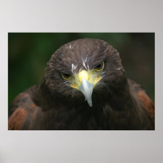 Fågelposter 13 poster