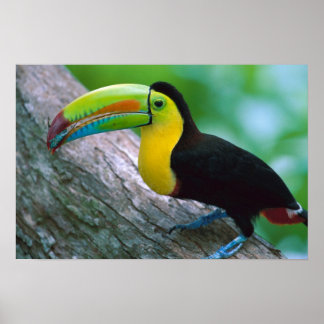 Fågelposter 16 poster