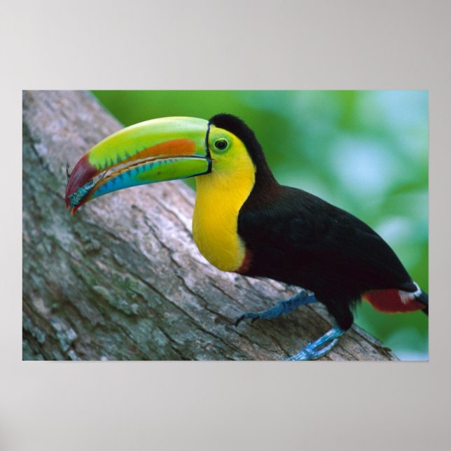 Fågelposter 16 poster (Framsidan)